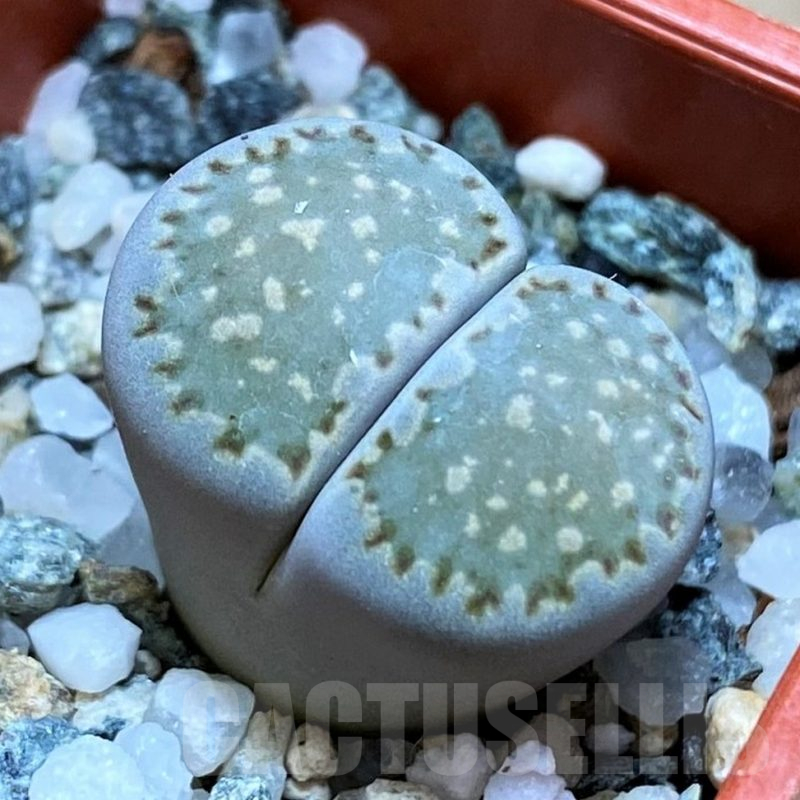 SH14879 Lithops salicola v. reticulata