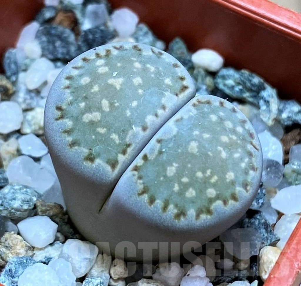 SH14879 Lithops salicola v. reticulata