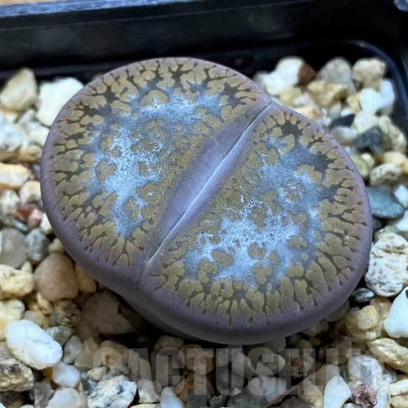 SH14846 Lithops aucampiae