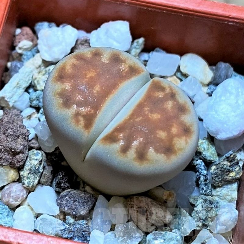SH14880 Lithops karasmontana 'Lateritia'