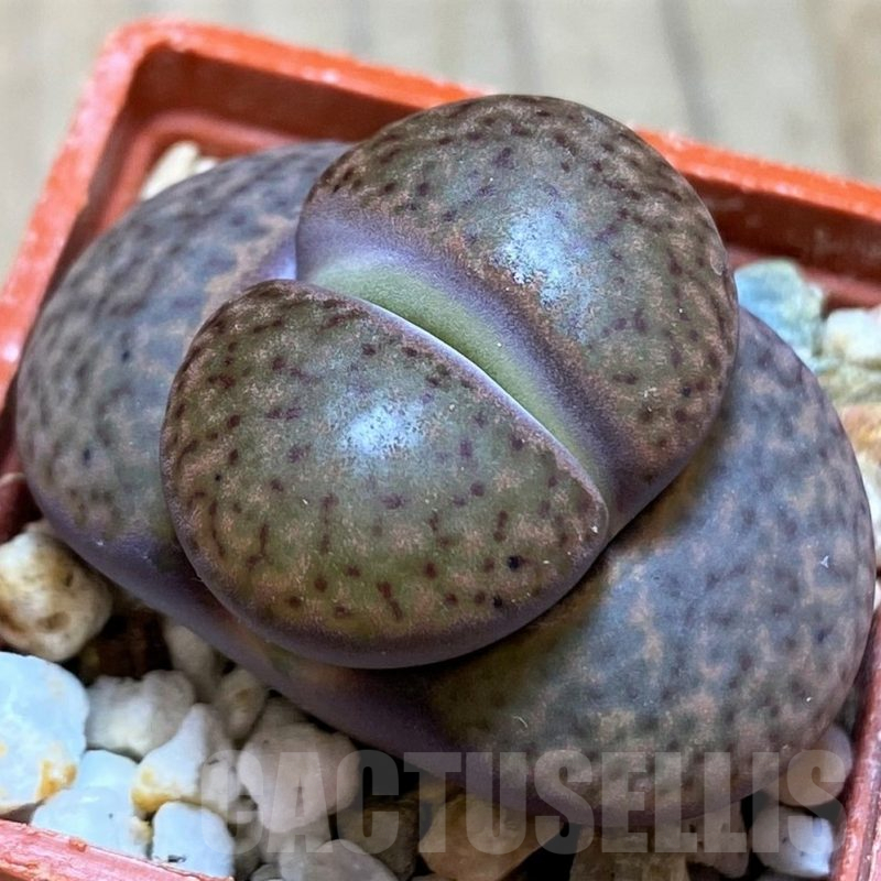 SH14881 Lithops bromfieldii v. glaudinae 'Rubroroseus'
