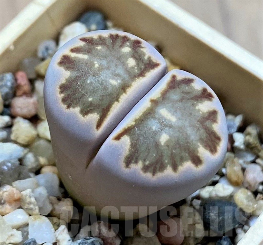 SH14883 Lithops julii ‘Kikushogyoku’