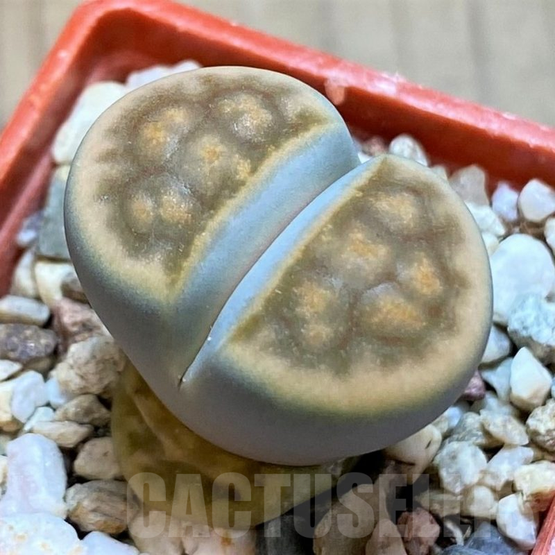 SH14884 Lithops karasmontana v. erniana