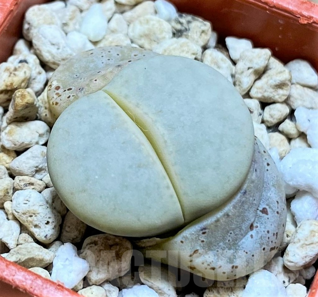 SH14885 Lithops vallis-mariae