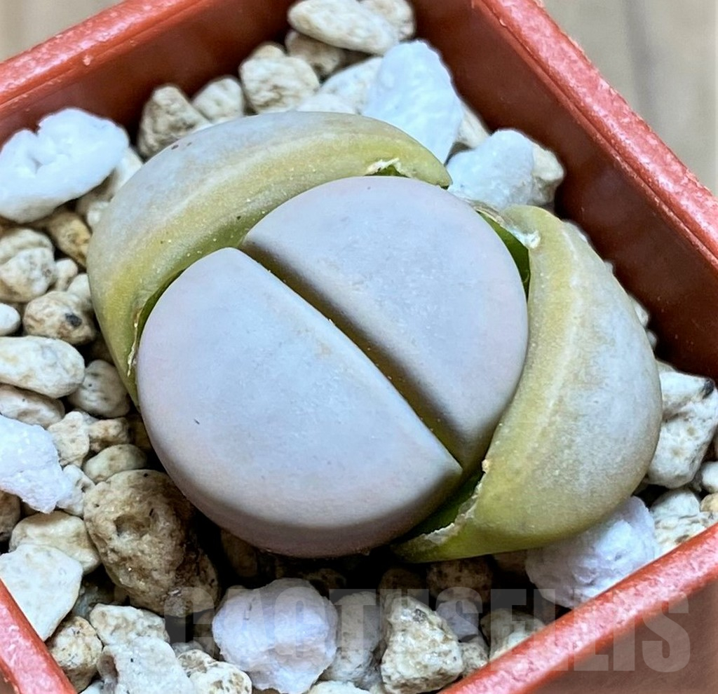 SH14886 Lithops vallis-mariae