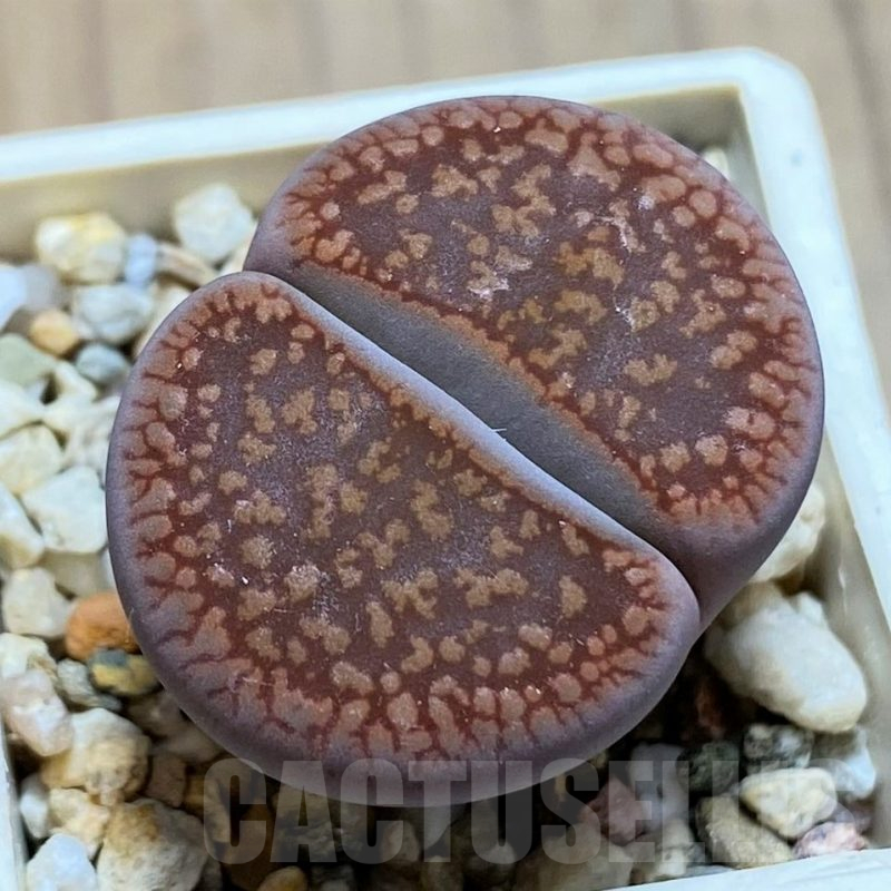 SH14887 Lithops aucampiae