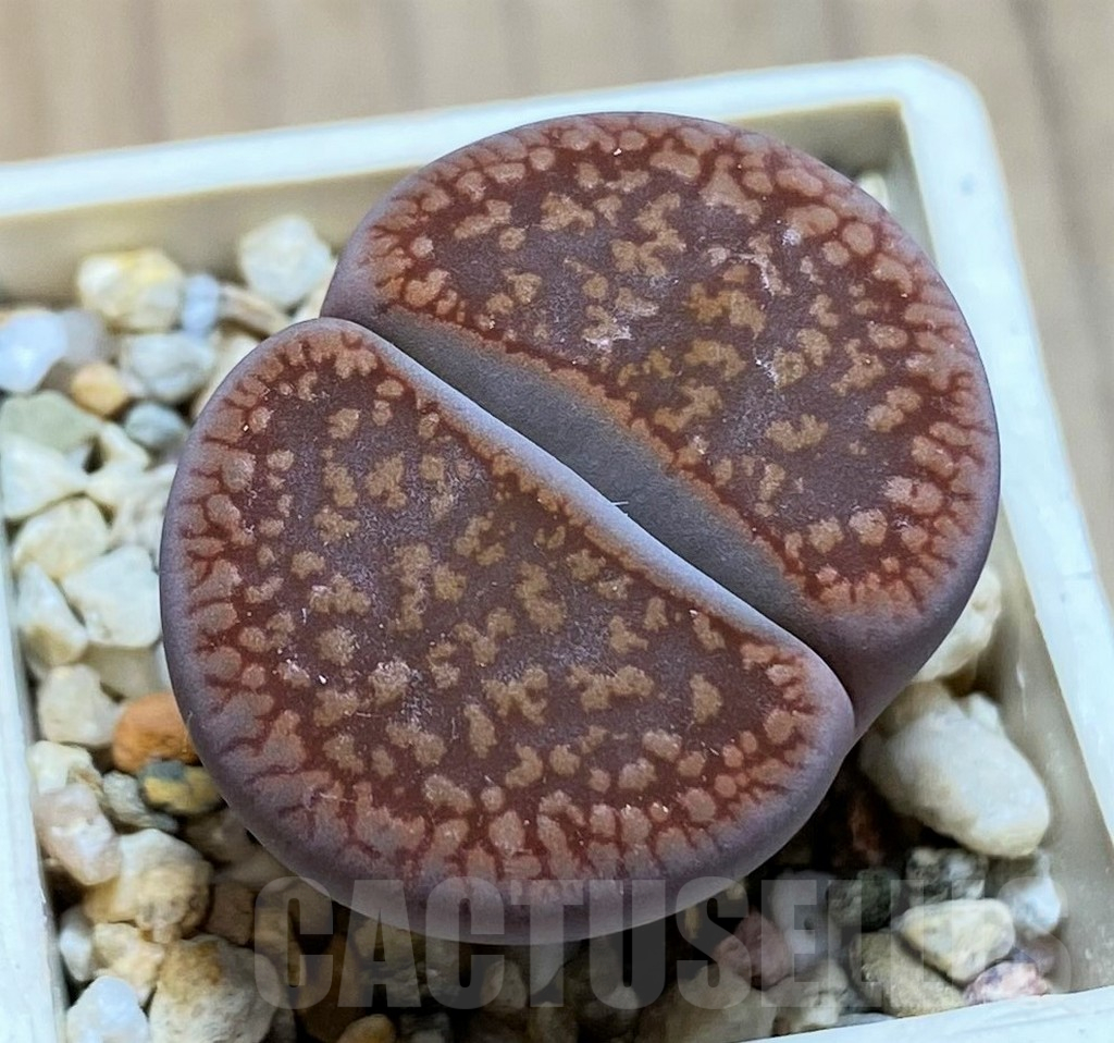 SH14887 Lithops aucampiae