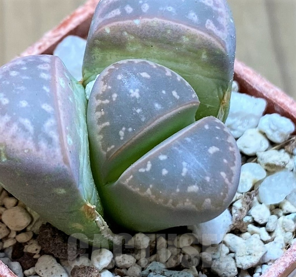 SH14888 Lithops olivacea v. nebrownii C149