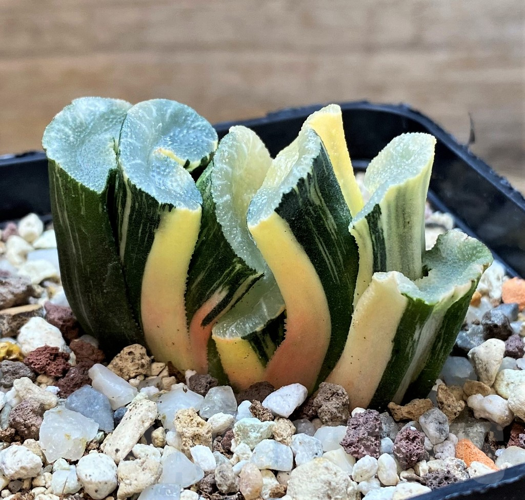 SH14913 Haworthia truncata f. variegata - Image 3
