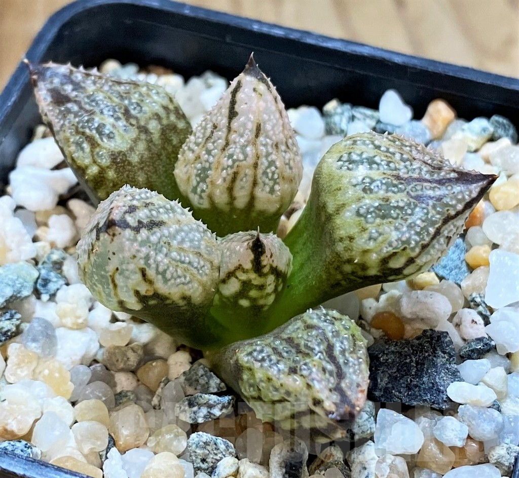 SH14942 Haworthia ‘Princess Kazunomiya Mutant’ - Image 2