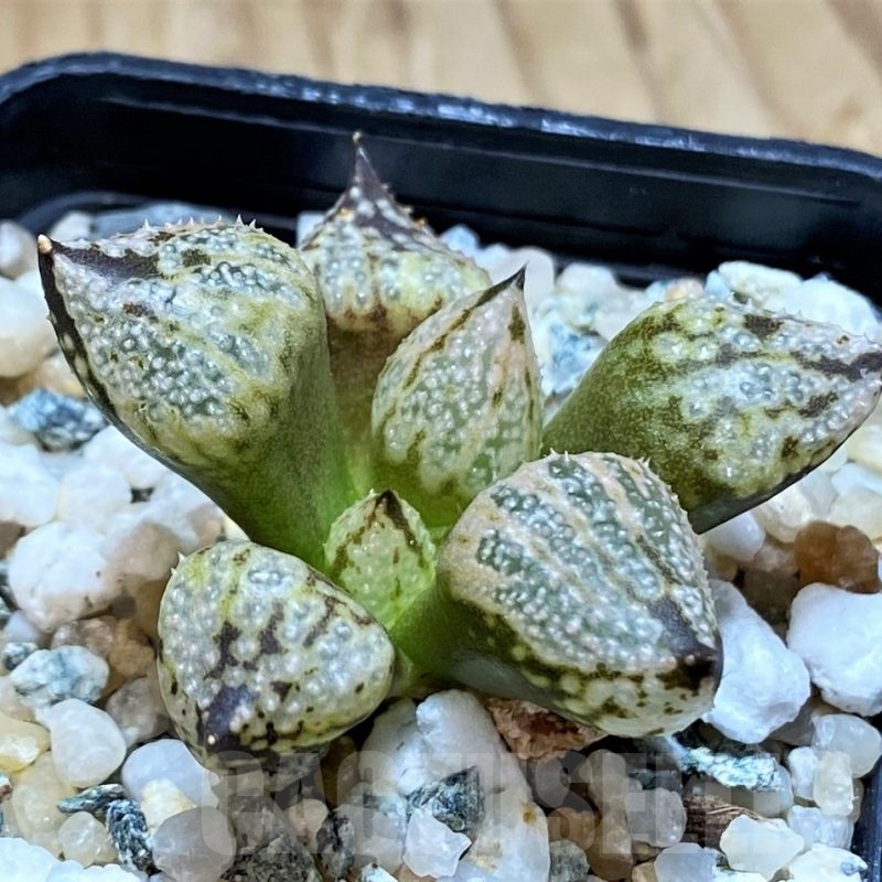 SH14943 Haworthia ‘Princess Kazunomiya Mutant’