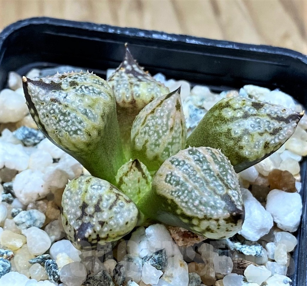 SH14943 Haworthia ‘Princess Kazunomiya Mutant’