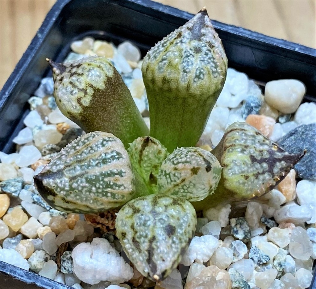 SH14943 Haworthia ‘Princess Kazunomiya Mutant’ - immagine 2