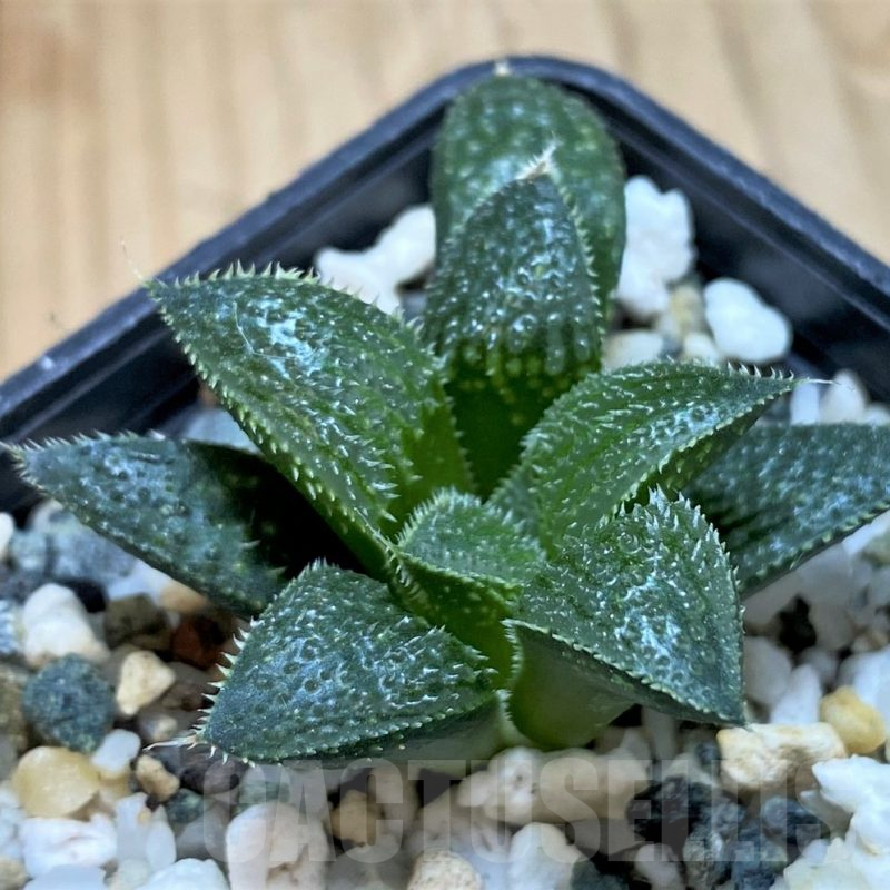 SH14944 Haworthia mirabilis v. pilosa