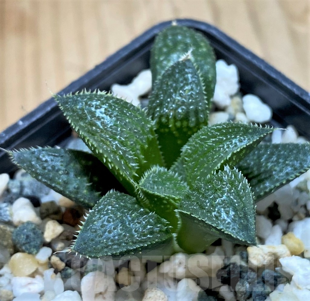 SH14944 Haworthia mirabilis v. pilosa
