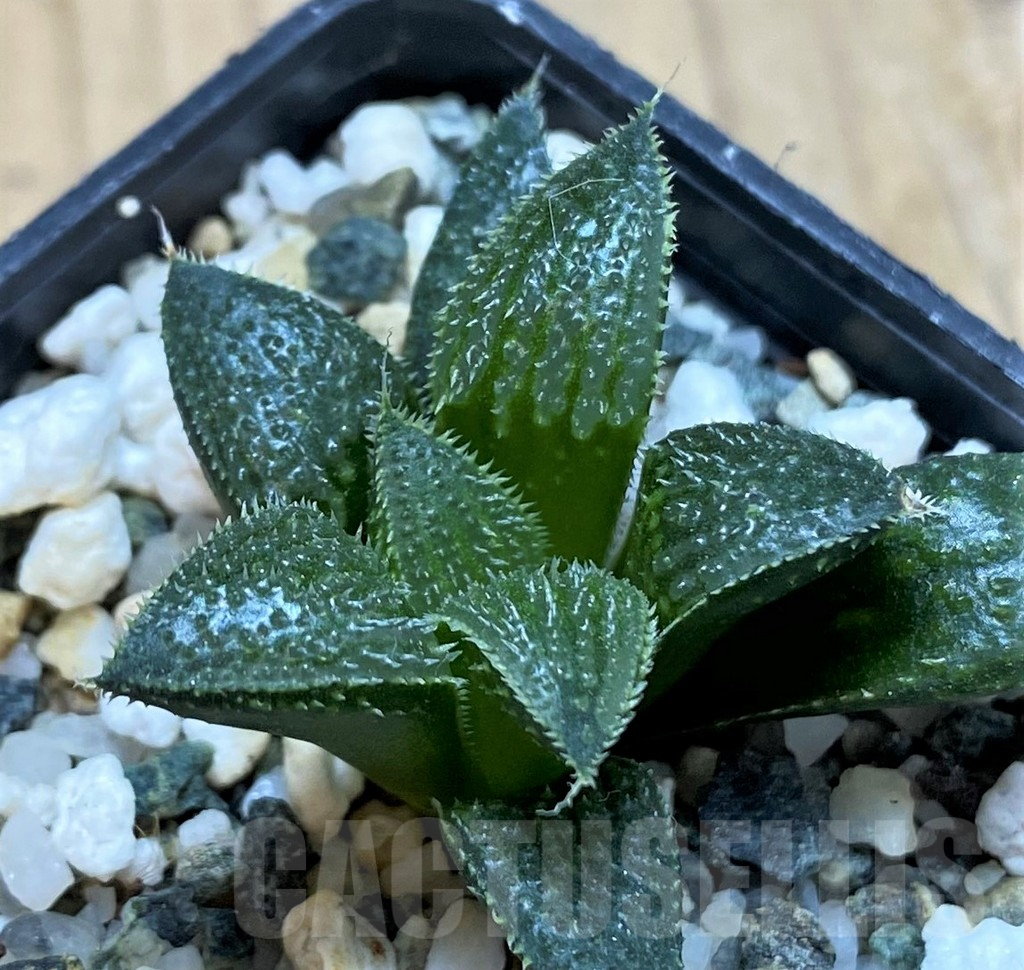 SH14944 Haworthia mirabilis v. pilosa - immagine 2