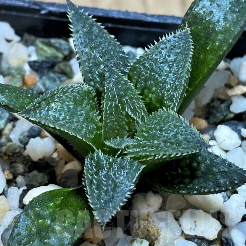 SH14945 Haworthia mirabilis v. pilosa