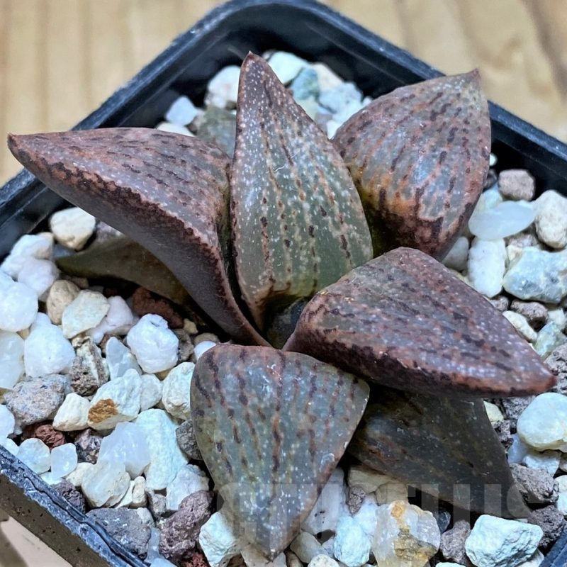 SH14946 Haworthia picta v. janvlokii, seedling