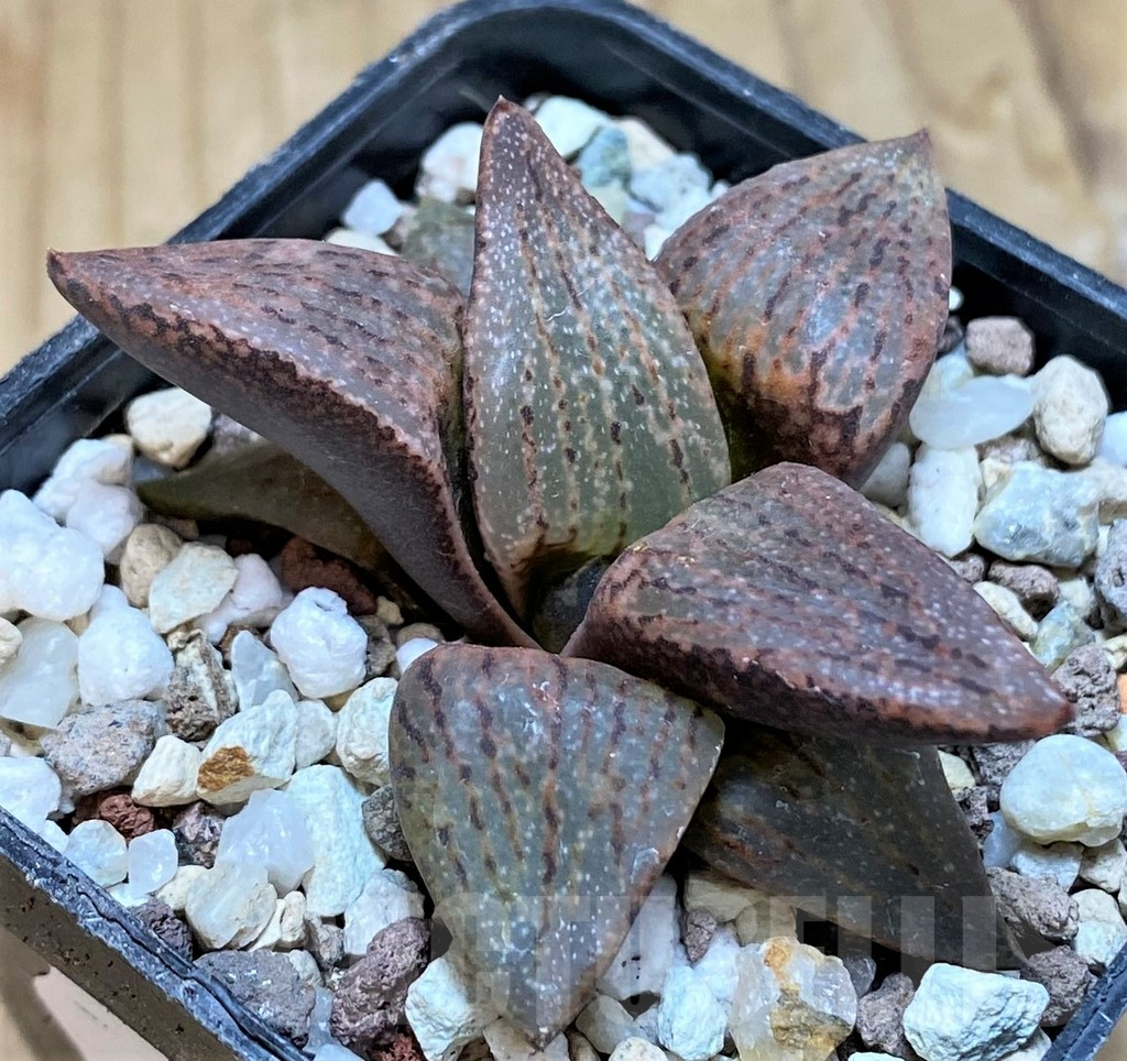 SH14946 Haworthia picta v. janvlokii, seedling