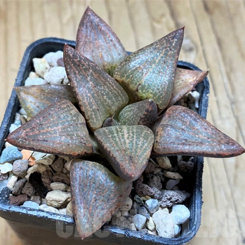 SH14947 Haworthia picta v. janvlokii, seedling