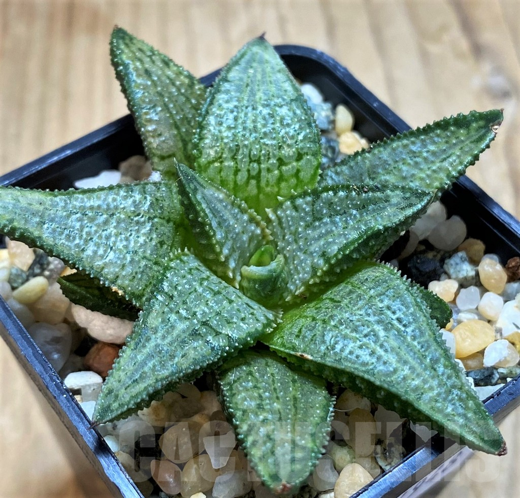 SH14948 Haworthia 'Silver Tarantula' - Image 3