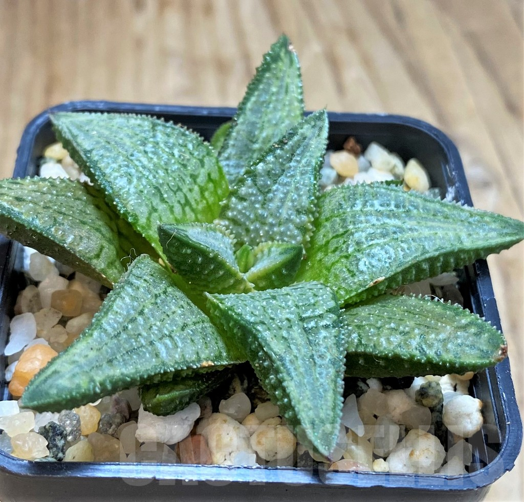 SH14948 Haworthia 'Silver Tarantula' - Image 2