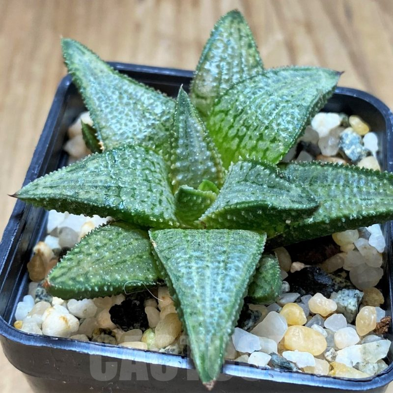 SH14948 Haworthia 'Silver Tarantula'