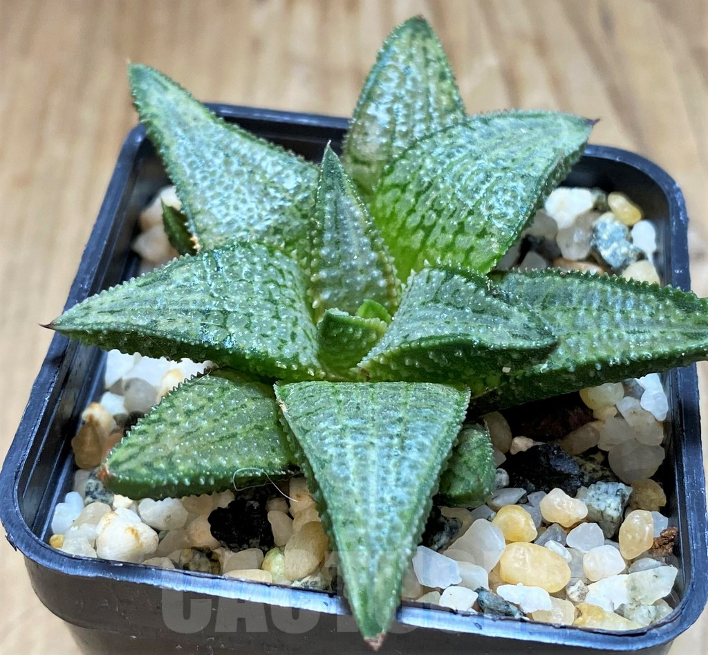 SH14948 Haworthia 'Silver Tarantula'