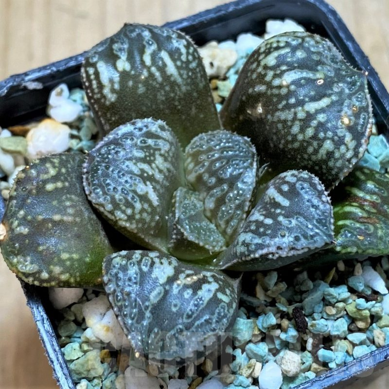 SH14949 Haworthia 'Snake'