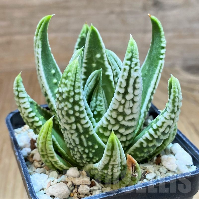 SH14951 Haworthia pumila 'Emperor'
