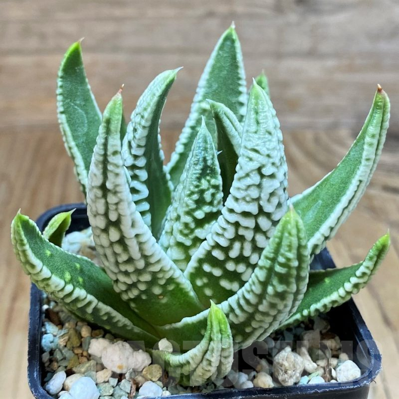 SH14952 Haworthia pumila 'Emperor'
