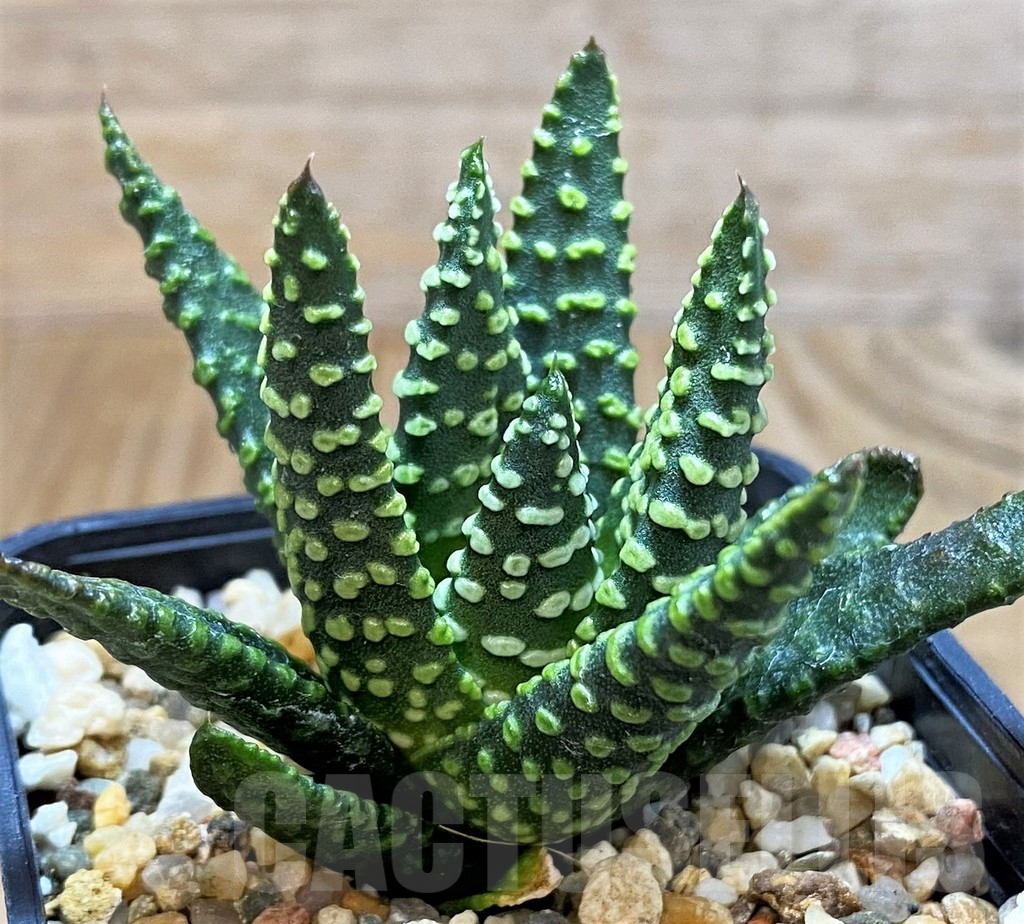 SH14954 Haworthia pumila 'Donut'