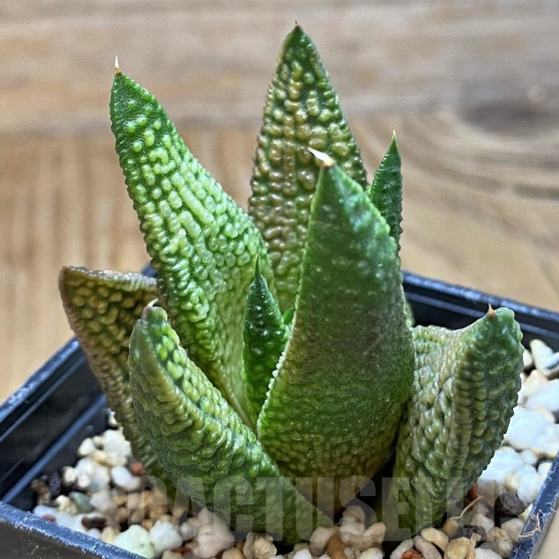 SH14955 Haworthia 'Marble Queen'