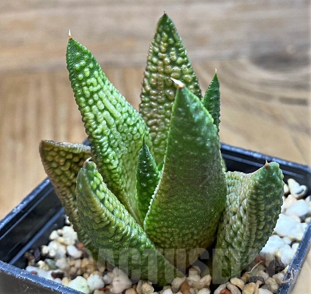 SH14955 Haworthia 'Marble Queen'