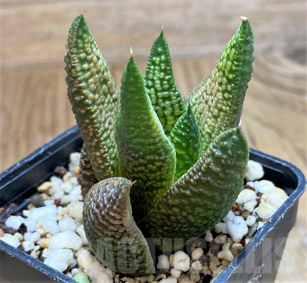 SH14955 Haworthia 'Marble Queen' - Image 2
