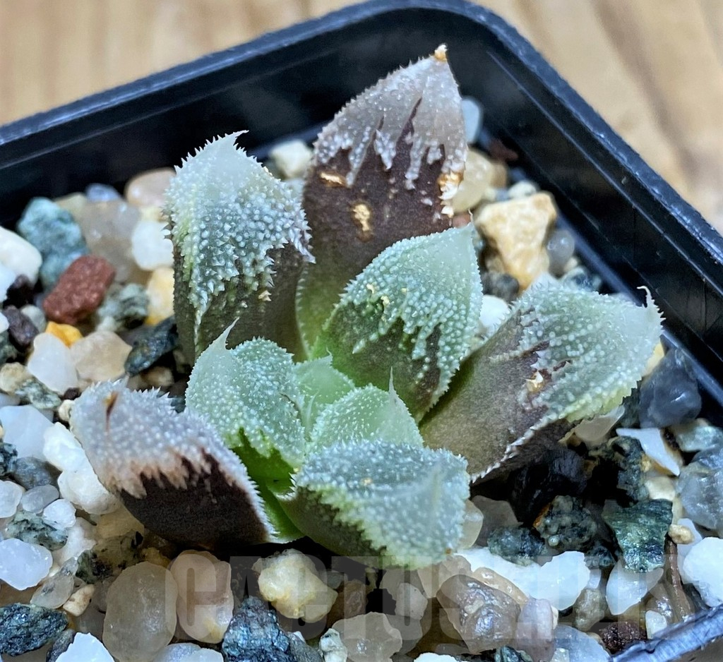 SH14956 Haworthia 'Hakuteijyo' mutant - Image 2