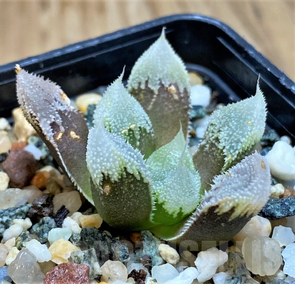 SH14956 Haworthia 'Hakuteijyo' mutant - Image 3