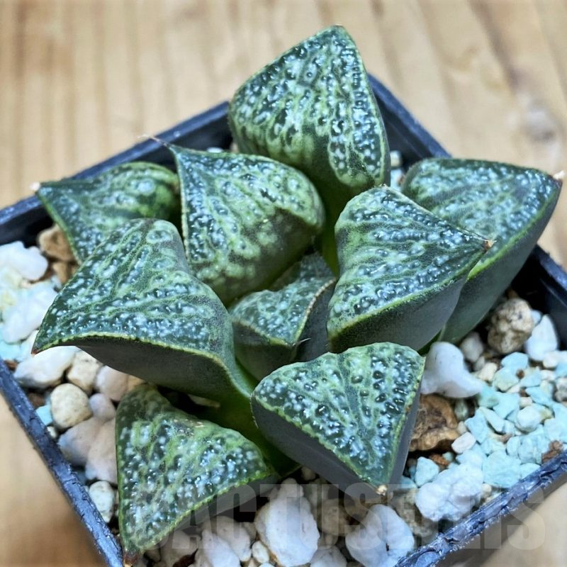 SH14957 Haworthia splendens 'Hana Aoi'