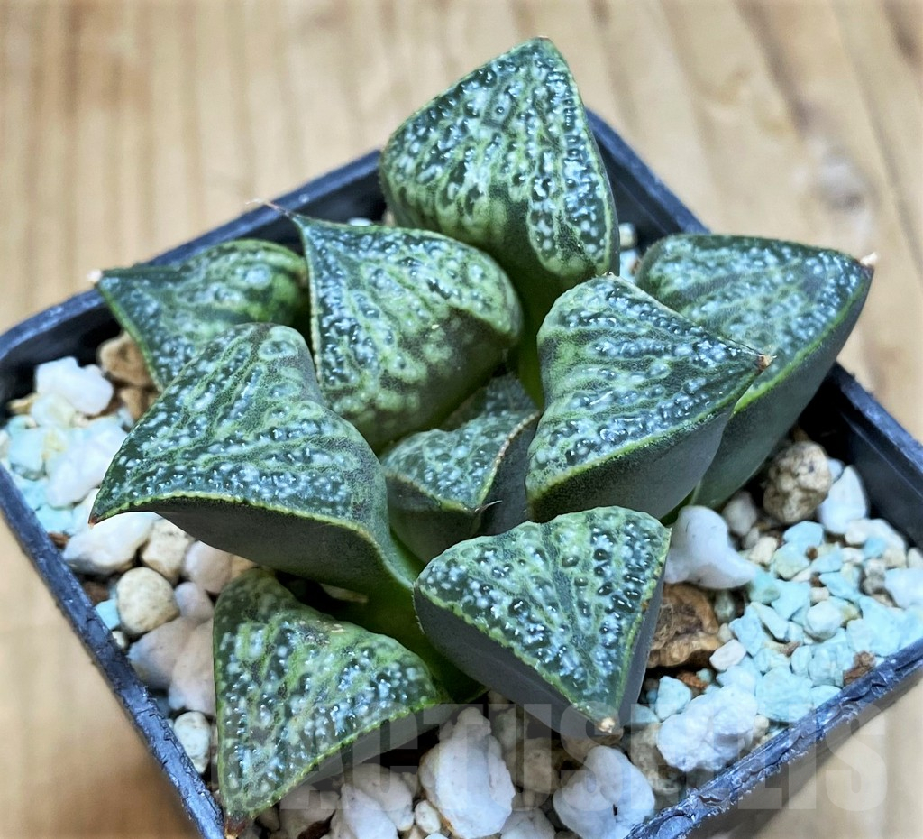 SH14957 Haworthia splendens 'Hana Aoi'