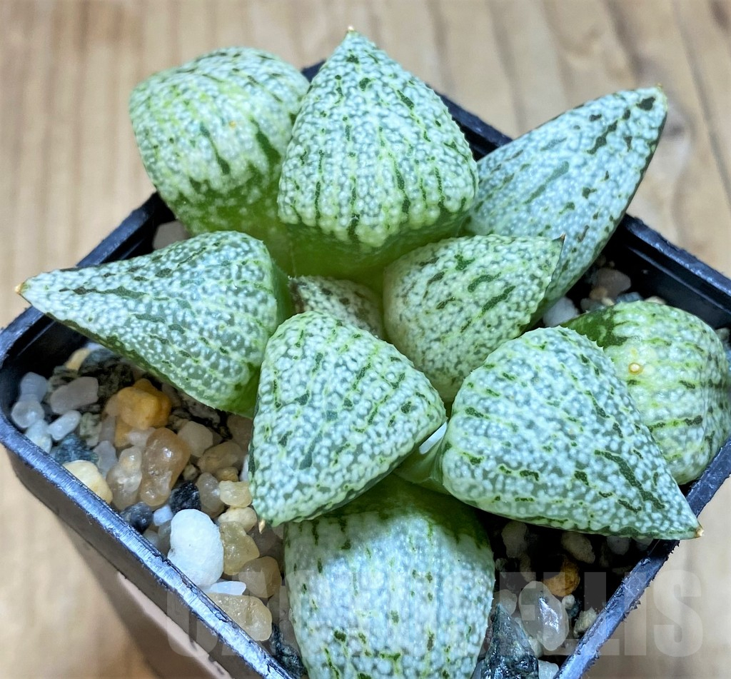 SH14959 Haworthia picta 'White Magic'