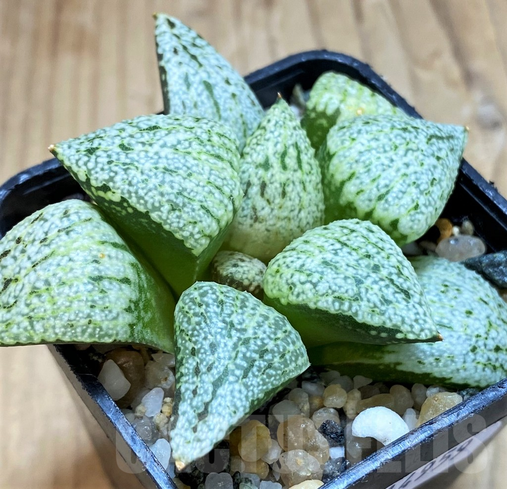 SH14959 Haworthia picta 'White Magic' - Image 2