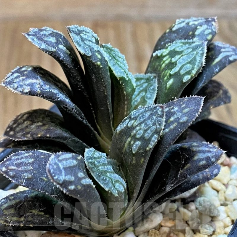 SH14960 Haworthia mutica hybrid