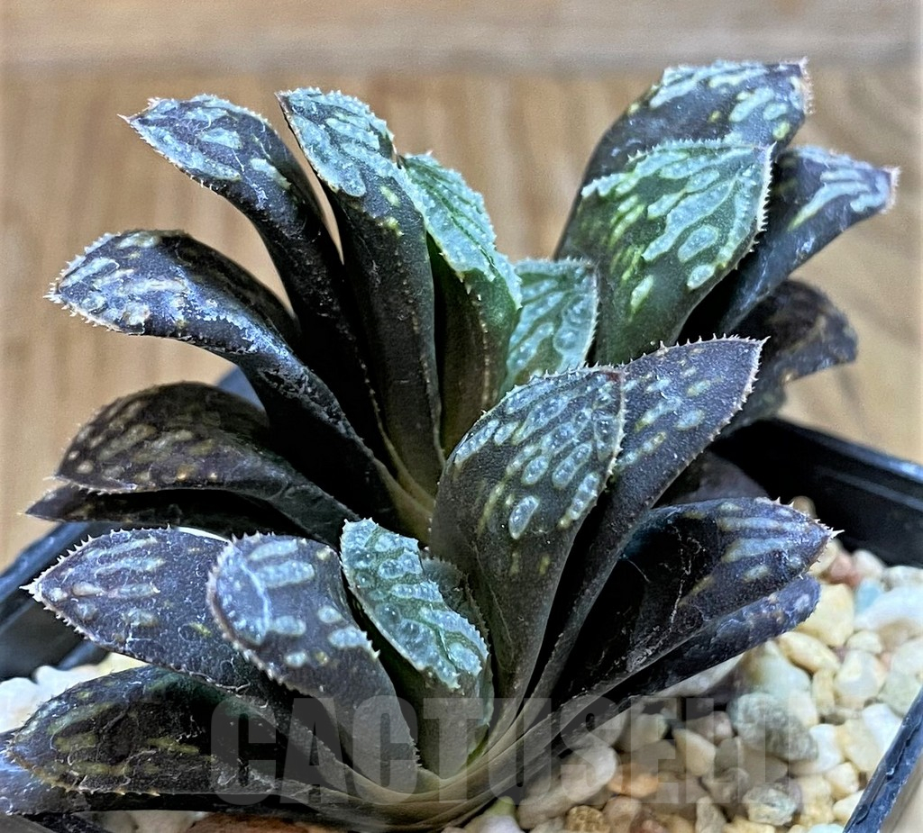 SH14960 Haworthia mutica hybrid