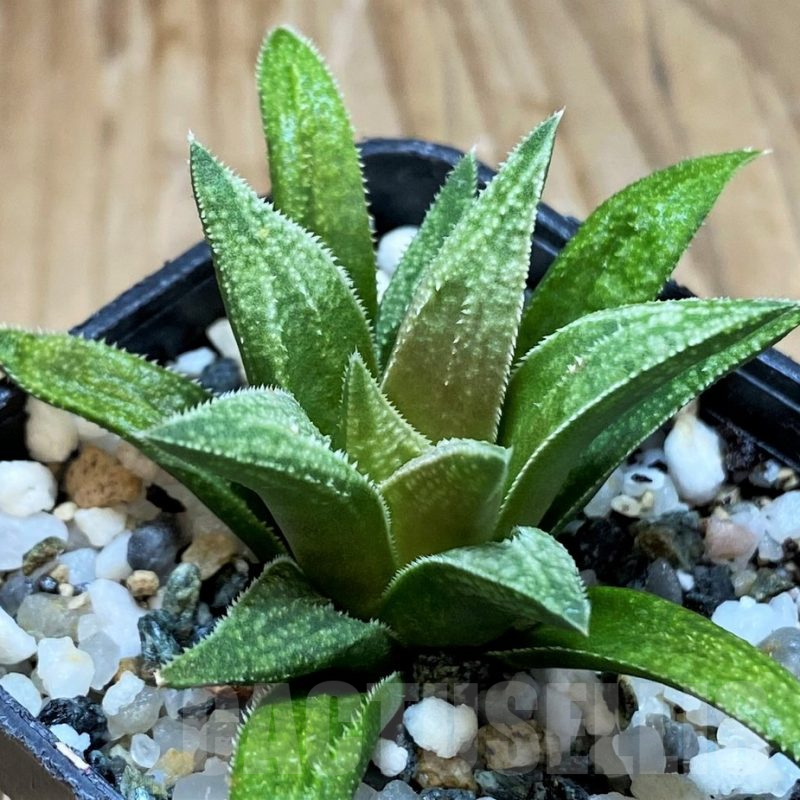 SH14961 Haworthia metallica x parxiana