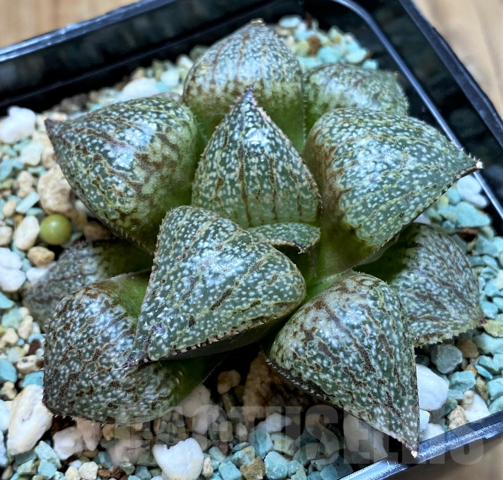 SH14915 Haworthia ‘White Jade’