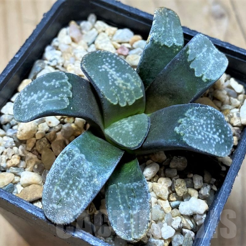 SH14962 Haworthia groenewaldii