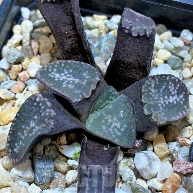 SH14963 Haworthia groenewaldii