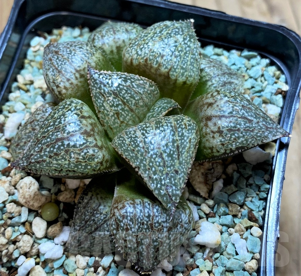 SH14915 Haworthia ‘White Jade’ - Image 2