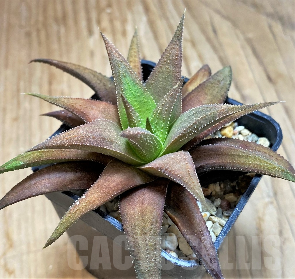 SH14966 Haworthia attenuata hybrid, seedling - Image 2