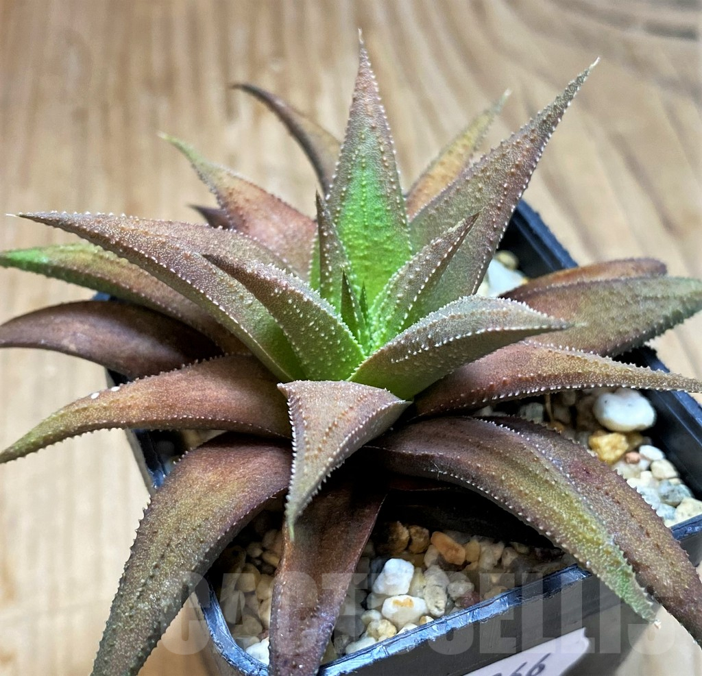 SH14966 Haworthia attenuata hybrid, seedling